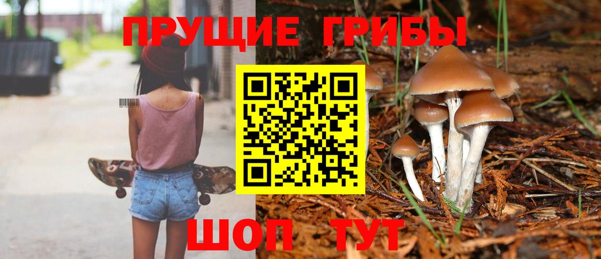 Галлюциногенные грибы Psilocybine cubensis Киров